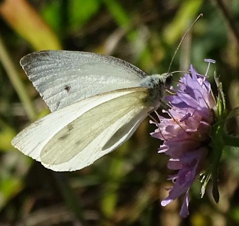 Réf. 216 238 : Pieris rapae